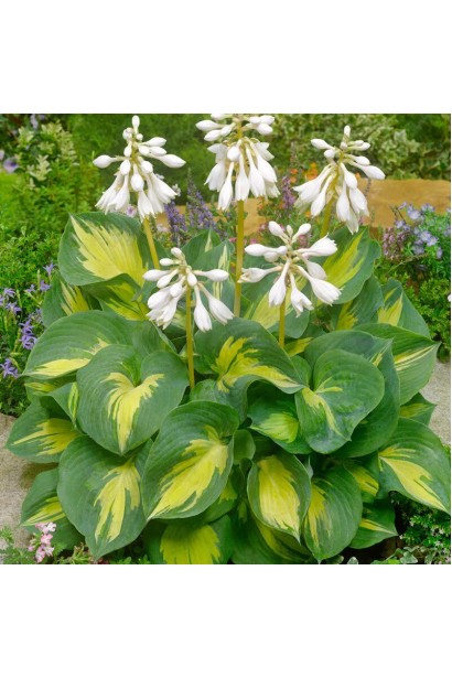 Хоста Біч Бой у ланшафті